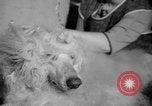 Standbild Westminster Kennel Club dog show New York United States USA, 1965, aus Sekunde 42 historischem Filmmaterial Videoclip 65675070999
