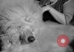 Standbild Westminster Kennel Club dog show New York United States USA, 1965, aus Sekunde 43 historischem Filmmaterial Videoclip 65675070999