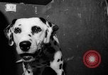 Standbild Westminster Kennel Club dog show New York United States USA, 1965, aus Sekunde 44 historischem Filmmaterial Videoclip 65675070999