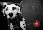 Standbild Westminster Kennel Club dog show New York United States USA, 1965, aus Sekunde 45 historischem Filmmaterial Videoclip 65675070999