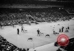 Standbild Westminster Kennel Club dog show New York United States USA, 1965, aus Sekunde 50 historischem Filmmaterial Videoclip 65675070999