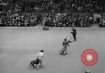 Standbild Westminster Kennel Club dog show New York United States USA, 1965, aus Sekunde 53 historischem Filmmaterial Videoclip 65675070999