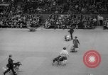 Standbild Westminster Kennel Club dog show New York United States USA, 1965, aus Sekunde 54 historischem Filmmaterial Videoclip 65675070999