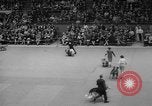 Standbild Westminster Kennel Club dog show New York United States USA, 1965, aus Sekunde 56 historischem Filmmaterial Videoclip 65675070999