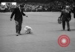Standbild Westminster Kennel Club dog show New York United States USA, 1965, aus Sekunde 57 historischem Filmmaterial Videoclip 65675070999