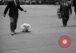 Standbild Westminster Kennel Club dog show New York United States USA, 1965, aus Sekunde 58 historischem Filmmaterial Videoclip 65675070999