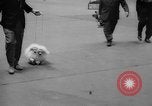 Standbild Westminster Kennel Club dog show New York United States USA, 1965, aus Sekunde 59 historischem Filmmaterial Videoclip 65675070999