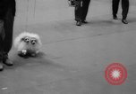 Standbild Westminster Kennel Club dog show New York United States USA, 1965, aus Sekunde 60 historischem Filmmaterial Videoclip 65675070999