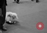 Standbild Westminster Kennel Club dog show New York United States USA, 1965, aus Sekunde 61 historischem Filmmaterial Videoclip 65675070999