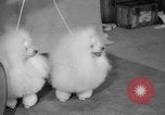 Standbild Westminster Kennel Club dog show New York United States USA, 1965, aus Sekunde 62 historischem Filmmaterial Videoclip 65675070999