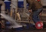 Image of penguins Antarctic Ocean, 1947, second 17 stock footage video 65675071021