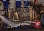 Image of penguins Antarctic Ocean, 1947, second 18 stock footage video 65675071021
