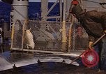 Image of penguins Antarctic Ocean, 1947, second 22 stock footage video 65675071021