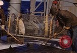 Image of penguins Antarctic Ocean, 1947, second 25 stock footage video 65675071021