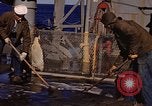 Image of penguins Antarctic Ocean, 1947, second 26 stock footage video 65675071021