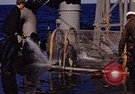 Image of penguins Antarctic Ocean, 1947, second 30 stock footage video 65675071021