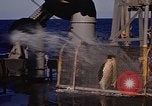 Image of penguins Antarctic Ocean, 1947, second 43 stock footage video 65675071021