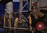 Image of penguins Antarctic Ocean, 1947, second 47 stock footage video 65675071021
