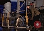 Image of penguins Antarctic Ocean, 1947, second 48 stock footage video 65675071021