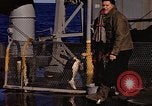 Image of penguins Antarctic Ocean, 1947, second 49 stock footage video 65675071021
