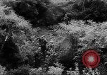 Image de nombreux hélicoptères américains Vietnam, 1963, de la seconde 60 séquences d'archives historiques vidéo 65675071037