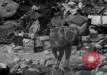 Image of twin typhoons Japan, 1966, second 40 stock footage video 65675071045