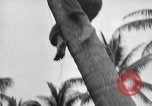 Image of amphibious landing Palau Islands, 1944, second 9 stock footage video 65675071179