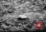 Image of German and Hungarian troops joining forces Ukraine, 1941, second 29 stock footage video 65675071183