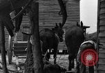 Standbild Negro Landwirte United States USA, 1931, aus Sekunde 26 historischem Filmmaterial Videoclip 65675071224