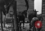 Standbild Negro Landwirte United States USA, 1931, aus Sekunde 28 historischem Filmmaterial Videoclip 65675071224