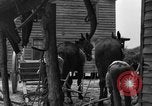 Standbild Negro Landwirte United States USA, 1931, aus Sekunde 29 historischem Filmmaterial Videoclip 65675071224