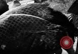 Image of evacuation Italy, 1944, second 18 stock footage video 65675071246