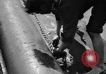Immagine di Unità alleate Anzio Italia, 1944, secondo 24 filmato di repertorio 65675071262