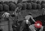Standbild japanische Kriegsgefangene Mukden Mandschurei, 1945, aus Sekunde 36 historischem Filmmaterial Videoclip 65675071283