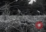 Image of United States 1st Infantry Division Belgium, 1944, second 36 stock footage video 65675071308