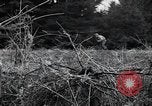 Image of United States 1st Infantry Division Belgium, 1944, second 40 stock footage video 65675071308