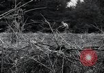 Image of United States 1st Infantry Division Belgium, 1944, second 41 stock footage video 65675071308