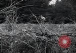 Image of United States 1st Infantry Division Belgium, 1944, second 42 stock footage video 65675071308