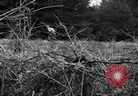 Image of United States 1st Infantry Division Belgium, 1944, second 45 stock footage video 65675071308