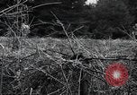 Image of United States 1st Infantry Division Belgium, 1944, second 48 stock footage video 65675071308