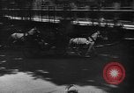 Immagine di Carrozza a cavallo razza Francia, 1943, secondo 36 filmato di repertorio 65675071388