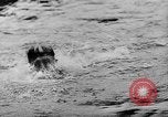 Image une compétition de natation Allemagne, 1943, de la seconde 36 séquences d'archives historiques vidéo 65675071389