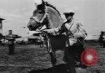 Image foire agricole Bellahoj Danemark, 1943, de la seconde 38 séquences d'archives historiques vidéo 65675071390