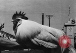 Image foire agricole Bellahoj Danemark, 1943, de la seconde 56 séquences d'archives historiques vidéo 65675071390