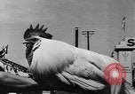 Image foire agricole Bellahoj Danemark, 1943, de la seconde 57 séquences d'archives historiques vidéo 65675071390