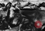 Image fermes collectives l'Ukraine, 1943, de la seconde 6 séquences d'archives historiques vidéo 65675071391