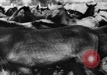 Image fermes collectives l'Ukraine, 1943, de la seconde 7 séquences d'archives historiques vidéo 65675071391