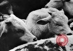 Image fermes collectives l'Ukraine, 1943, de la seconde 16 séquences d'archives historiques vidéo 65675071391