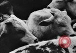 Image fermes collectives l'Ukraine, 1943, de la seconde 18 séquences d'archives historiques vidéo 65675071391