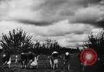Image fermes collectives l'Ukraine, 1943, de la seconde 22 séquences d'archives historiques vidéo 65675071391